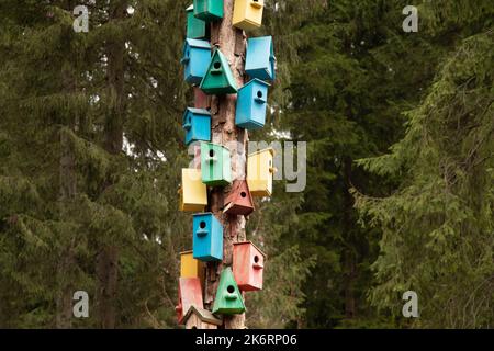 Many colorful bird houses on a coniferous tree in a forest in the mountains in the carpathians in ukraine, a house for birds Stock Photo