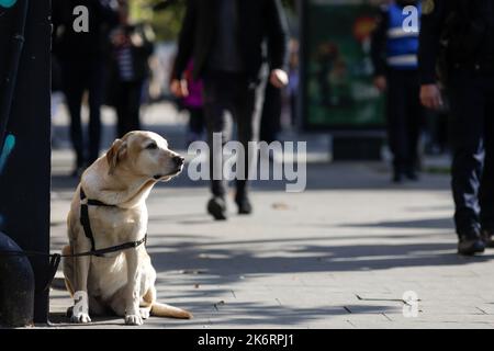 Details with a tied labrador dog awaiting its owner to come out from a store on the streets of Bucharest, Romania. Stock Photo
