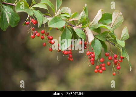 Branch of Korean barberry with red berries in a garden Stock Photo