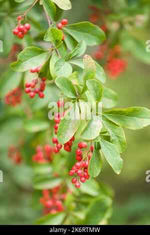 Branch of Korean barberry with red berries in a garden Stock Photo