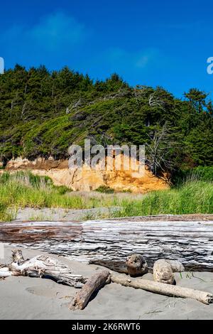 Windswept trees on a cliff above a sandy beach with driftwood at Pacific Beach, Washington, USA. Stock Photo