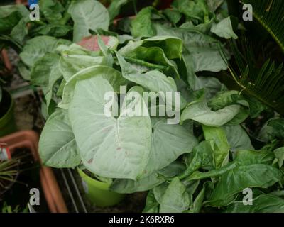 Modern, trendy home plants in a plant nursery with other plants in the background. Syngonium milk confetti plant in a plant nursery Stock Photo