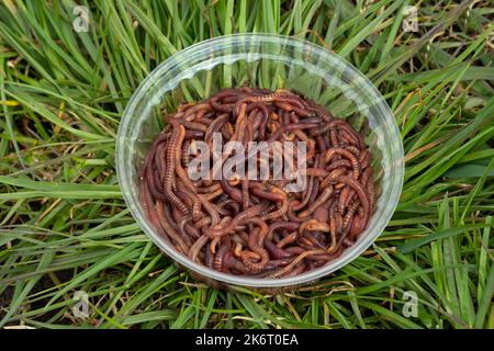 red worms in compost - bait for fishing Stock Photo - Alamy
