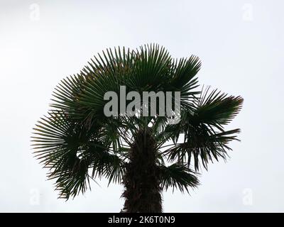 Silhouette of the hardy dramatic tropical garden tree leaves of Trachycarpus fortunei or Chusan palm seen against the grey sky. Stock Photo