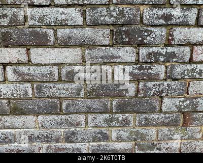 Close up of a thin layer of grey lichen growing on a brick wall. Stock Photo