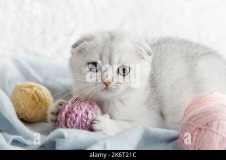 Cute young silver lop-eared Scottish Fold as11 kitten sitting straight up Kitten playing balls skeins of thread white background. A breed of domestic Stock Photo