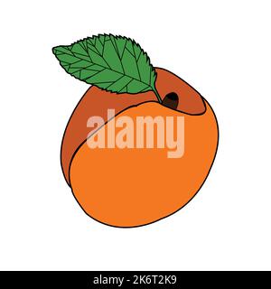 colorful Apricot with one  leaf vector design.Best graphic resources illustration. vector graphic design for icons and symbols and logo designing Stock Vector