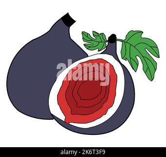 colorful fig with two leaf vector design. Best graphic resources illustration. vector graphic design for icons and symbols and logo designing Stock Vector