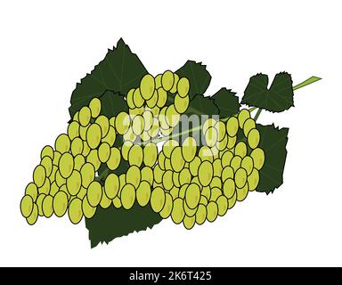 Colorful green grapes vector design. Best graphic resources illustration. vector graphic design for icons and symbols and logo designing Stock Vector