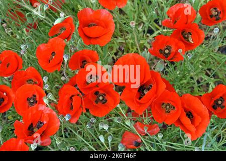 Poppy wildflowers close up Stock Photo