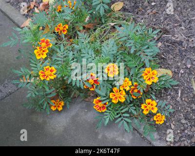 Tagetes or marigold plants, small bushes with green leaves and yellow and orange flower heads. Stock Photo