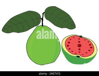 colorful guava vector design. Best graphic resources illustration. vector graphic design for icons and symbols and logo designing and stationery Stock Vector