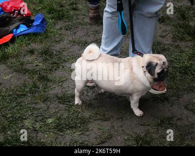 Pug dog on a leash beside its owners legs on a dirt road. Muddy road covered by tampered grass and mud Stock Photo