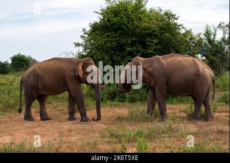 Asian elephants or elephas maximus in Sri Lanka during rut time Stock Photo