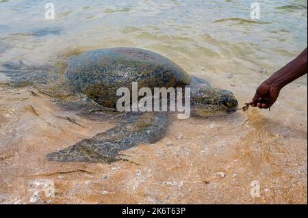 Man feeds Green sea turtle or Chelonia mydas swims in the shallow ocean Stock Photo