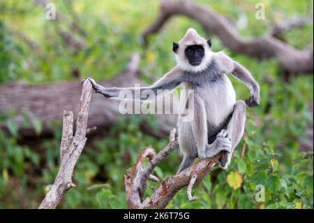 Grey langur or Semnopithecus priam thersites sitting on tree in Sri Lanka Stock Photo