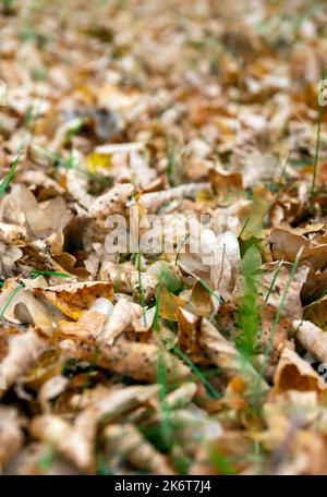 dry leaves of oak on the ground Stock Photo