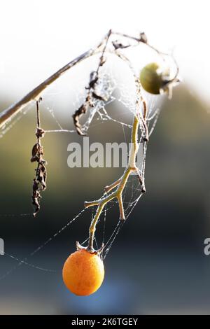 A tomato plant covered in dew and webs, early morning in October in California. Stock Photo