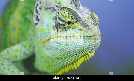 Adult green Veiled chameleon (Chamaeleo calyptratus) sits on a tree branch and looks around, on green grass and blue sky background. Cone-head Stock Photo