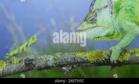 Close-up, Mature green Veiled chameleon (Chamaeleo calyptratus) looking curiously at praying mantis. Cone-head chameleon or Yemen chameleon and Stock Photo