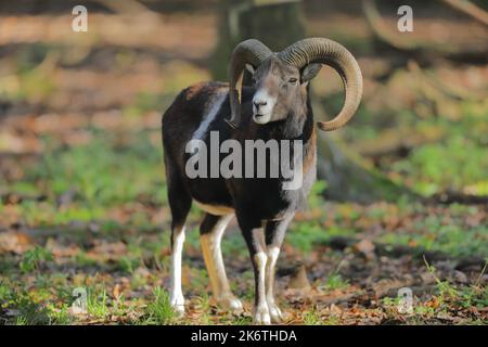 European mouflon (Ovis gmelini musimon), ram standing in the forest, Taunus, Hesse, Germany