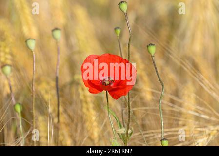 Poppy flower (Papaver rhoeas), flower with a hoverfly (Syrphidae), in a cornfield, North Rhine-Westphalia, Germany Stock Photo