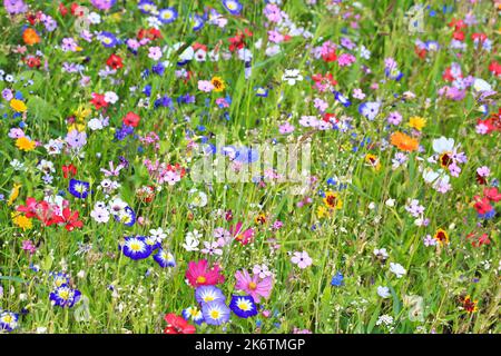 Colourful flower meadow in the basic colour green with various wild flowers Stock Photo