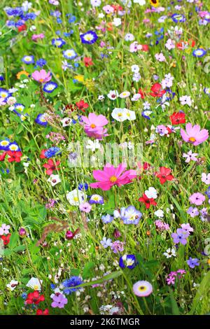 Colourful flower meadow in the basic colour green with various wild flowers Stock Photo