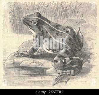 Antique engraved illustration of the edible frog. Vintage illustration of edible frog. Old engraved picture of the edible frog. The edible frog (Pelophylax kl. esculentus) is a species of common European frog, also known as the common water frog or green frog (however, this latter term is also used for the North American species Rana clamitans). It is used for food, particularly in France for the delicacy frog legs. Females are between 5 and 9 cm long, males between 6 and 11 cm. This widespread and common frog has many common names, including European dark-spotted frog, European black-spotted Stock Photo