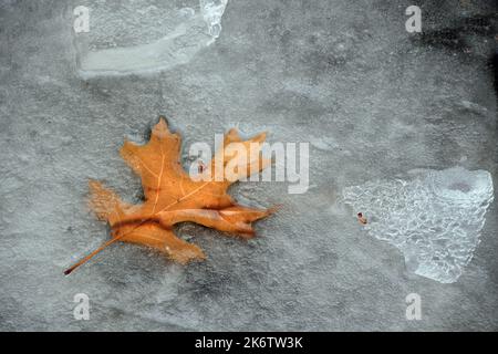 Northern Red Oak Leaf frozen in Pond Ice Stock Photo