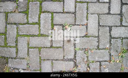 paving block texture with mossy gaps as background Stock Photo