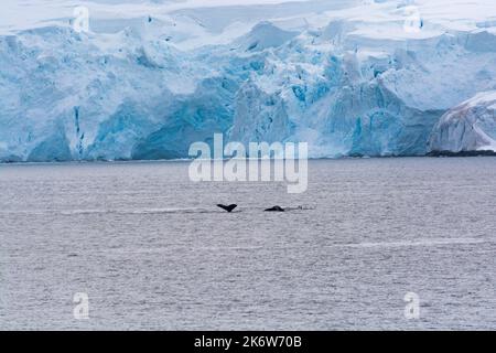 humpback whale pod showing tail fluke in front of ice cliffs. dallmann bay. antarctic peninsula. antarctica Stock Photo