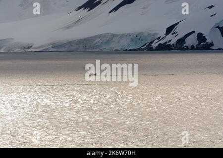 humpback whale showing tail fluke in front of ice cliffs. dallmann bay. antarctic peninsula. antarctica Stock Photo