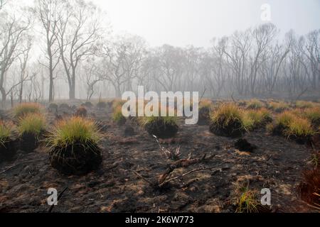Regenerating button grasses on a foggy morning in an Australian landscape after a bushfire, in Dandenong Ranges Victoria. Stock Photo