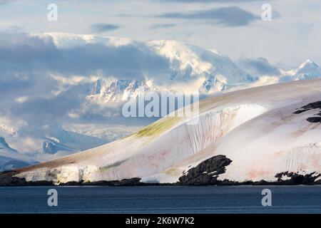 red and green algae staining snow on island in schollaert channel. antarctic peninsula. antarctica Stock Photo