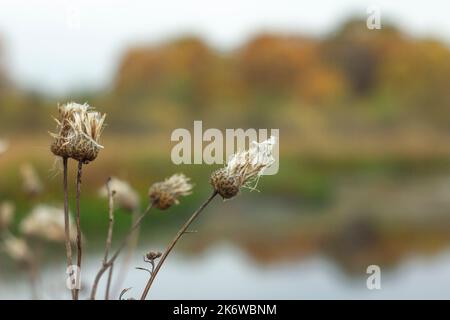 Autumn wilting on the shore of a forest lake Stock Photo