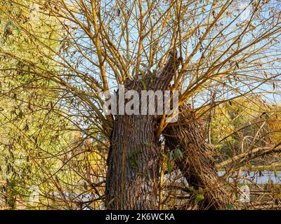 Tree broken in half over water after storm Stock Photo