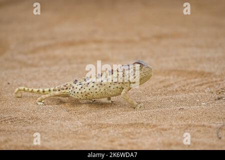 Namaqua Chameleon, Chamaeleo namaquensis, standing on the sand in the Namib desert Stock Photo