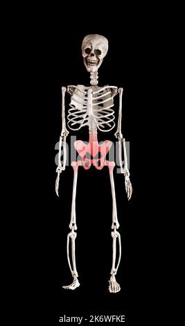 Pelvic bone, pelvis on skeleton body. High quality photo Stock Photo