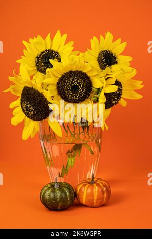 Sunflowers in a vase and pumpkins on an orange background.Autumn, halloween. Stock Photo