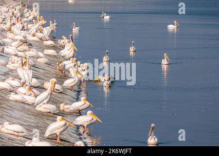 Seasonal bird migration. Great white pelican, Pelecanus onocrotalus or rosy pelican bird at rest. Israel Stock Photo