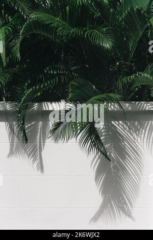 Green palm leaves behind white wall background Stock Photo