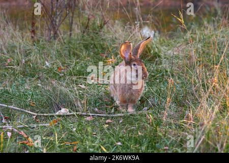 Fluffy eared rabbit sits on a green meadow and eats green grass in the evening. Video 4k Stock Photo