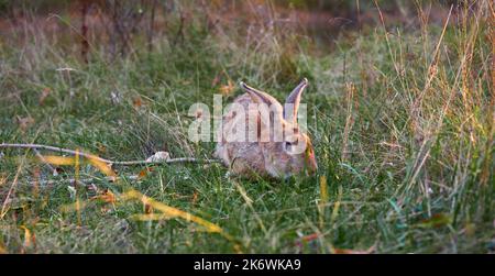 Fluffy eared rabbit sits on a green meadow and eats green grass in the evening. Video 4k Stock Photo