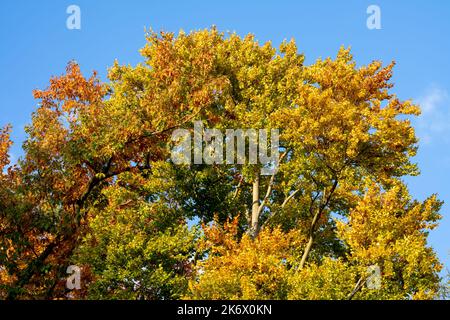 Colorful coloring of an oak tree in autumn Stock Photo