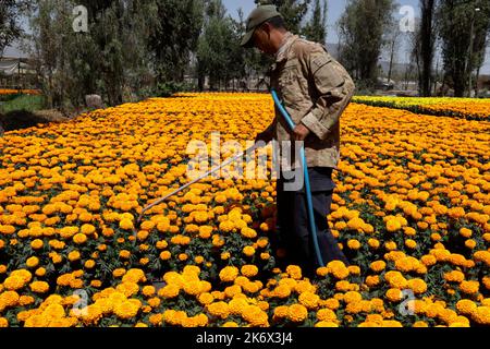 Non Exclusive: October 13, 2022, Mexico City, Mexico: Flower growers during the harvest season of the  thousands of cempasuchil flowers, to sale it in Stock Photo