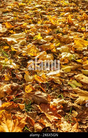 Yellow fallen leaves on the ground, may be used as backgraund Stock Photo