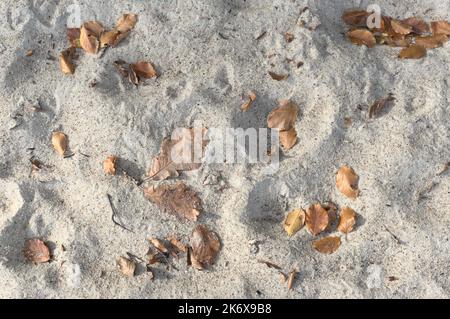 Fallen leaves on sand Stock Photo