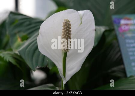 Peace Lilly at Kew Gardens Stock Photo