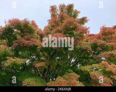 Close up of tall growing Acer trees seen turning colour in the autumn. Stock Photo